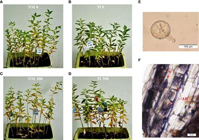 Label-free quantitative proteomics of arbuscular mycorrhizal Elaeagnus angustifolia seedlings provides insights into salt-stress tolerance mechanisms